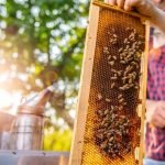 Why Don't Bees Sting Beekeepers