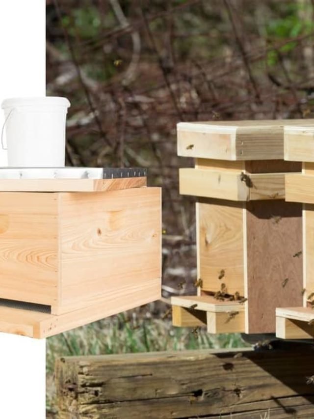 Take A Closer Look To The Proper Bee Box Dimensions