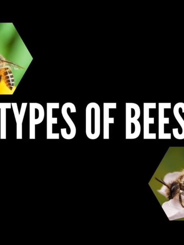 Types Of Bees