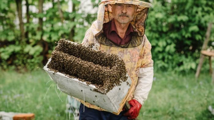 Bee Prevention - Catch Boxes