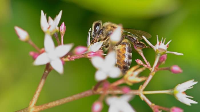 Cape Honeybee