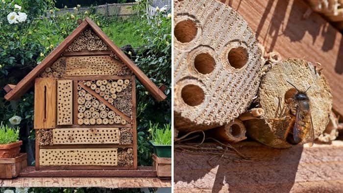 Red Mason Bee Nesting Site