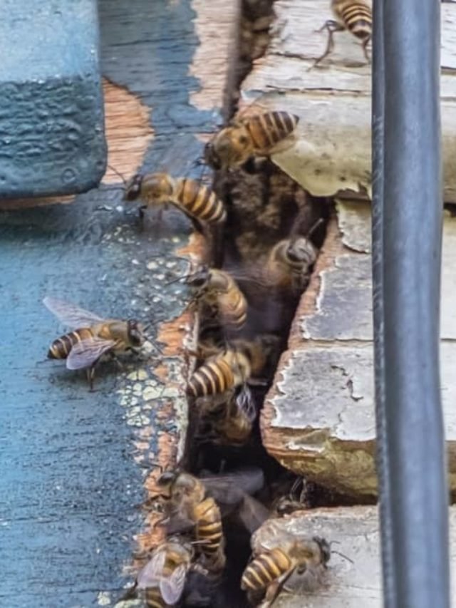 How To Keep Bees From Nesting