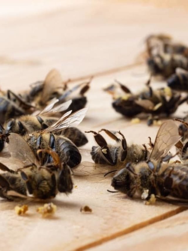 How To Kill African Bees