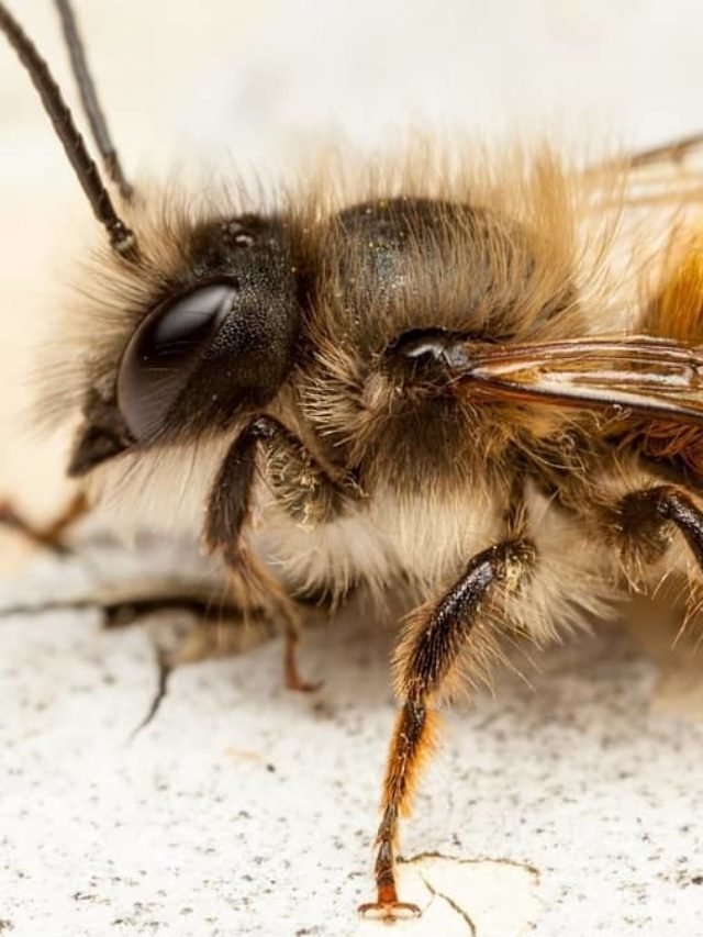 What’s The Importance Of Red Mason Bees?