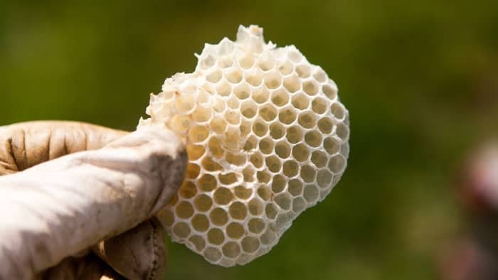 Bee Wax