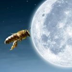 Can Bees Fly At Night