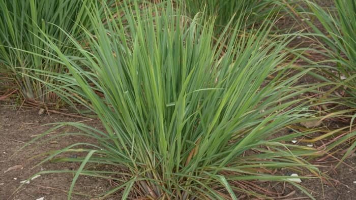 Lemon grass plant