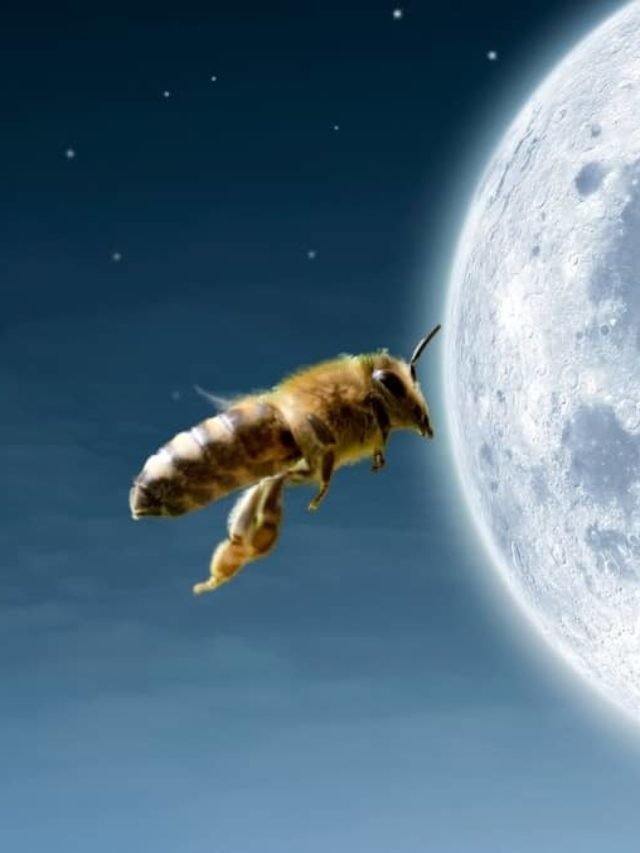 Can Bees Fly At Night?