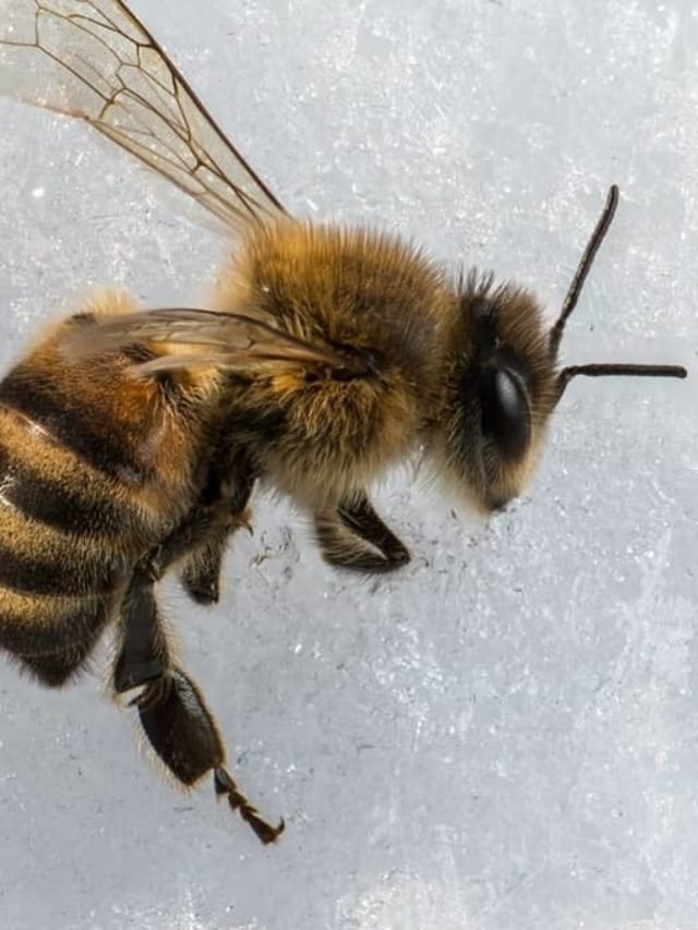 How To Keep Bees Alive In Winter