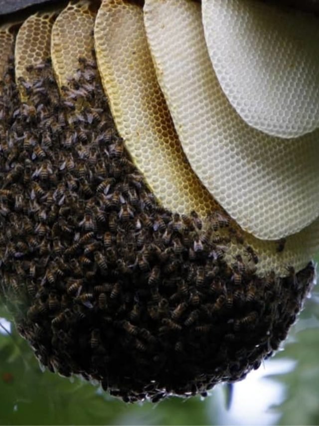 What Are Bees Nests Made Of