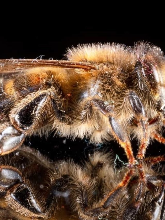 What Are K Wing Bees?