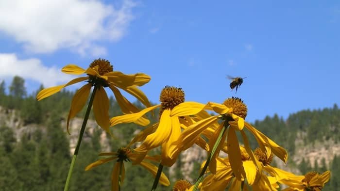 How Far Can A Bee Forage