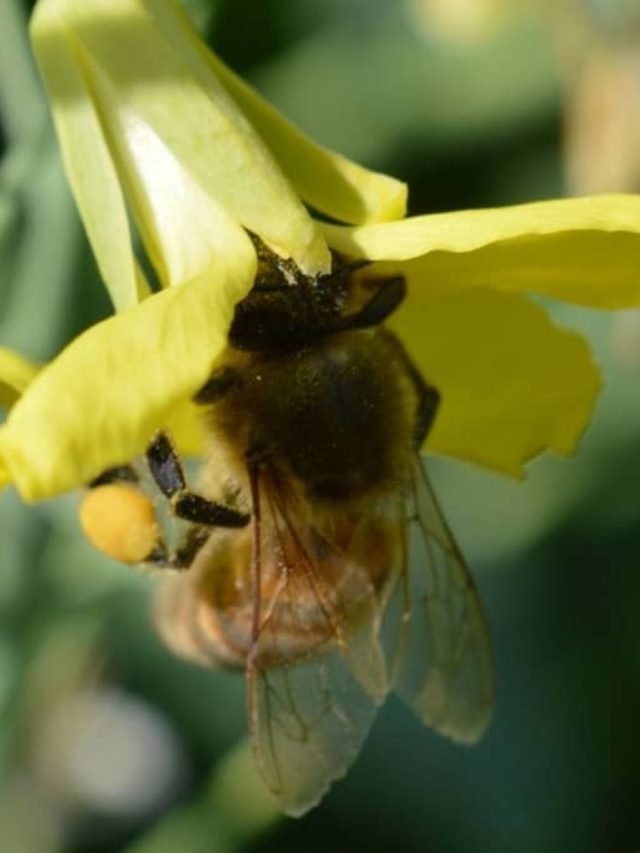 Buckfast Bees