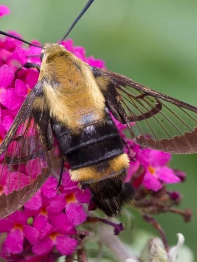 Moth That Looks Like A Bee