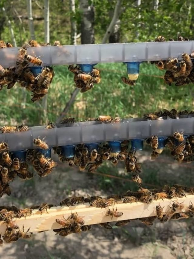 How To Raise Honey Bee Queens