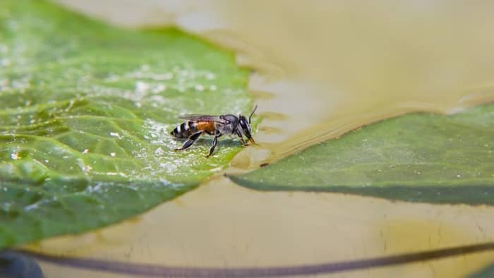 How Far Do Bees Travel For Water