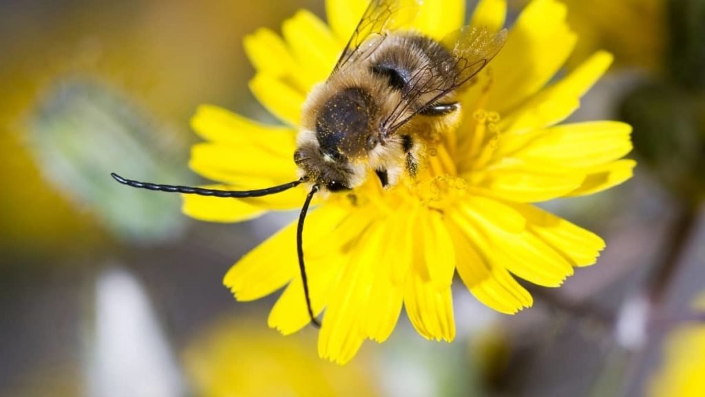 The Long Horned Bee