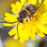 The Long Horned Bee