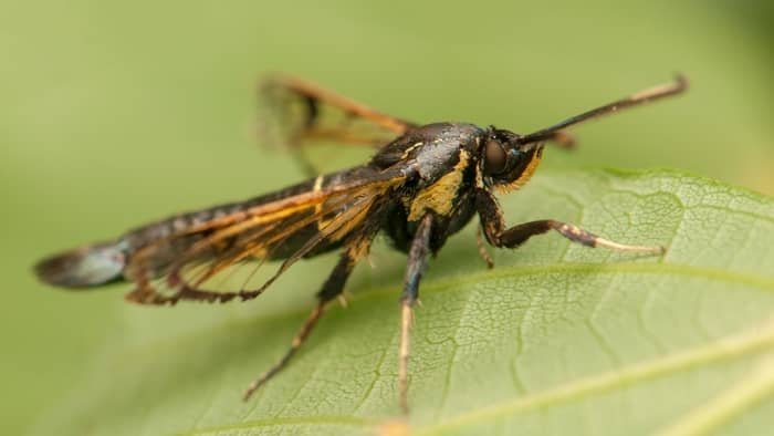 The Strawberry Crown Moth