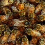 What Are Saskatraz Bees