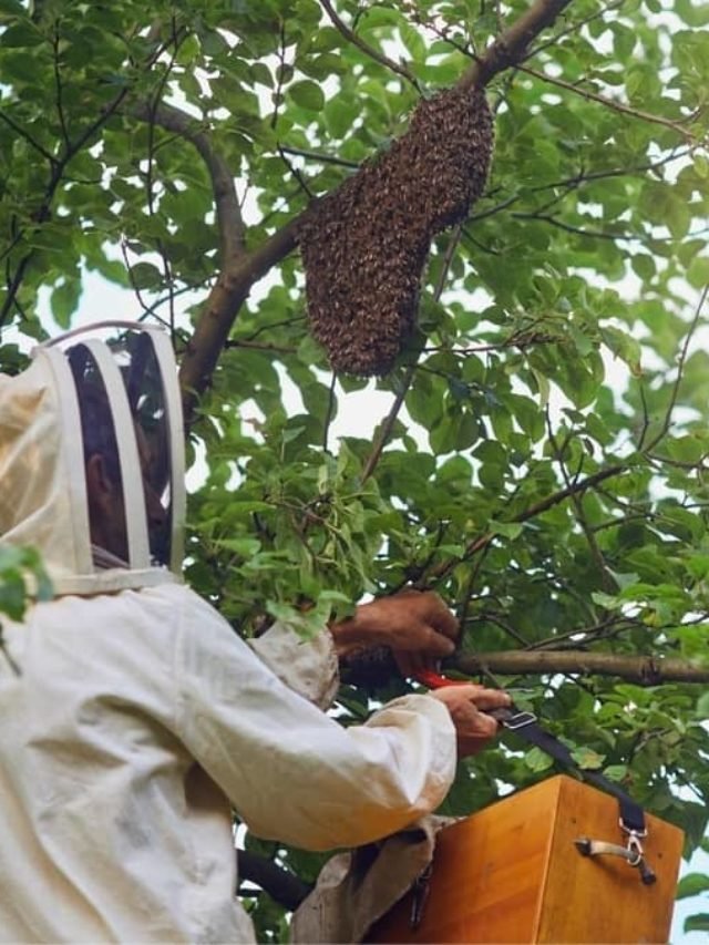 How To Move Beehives