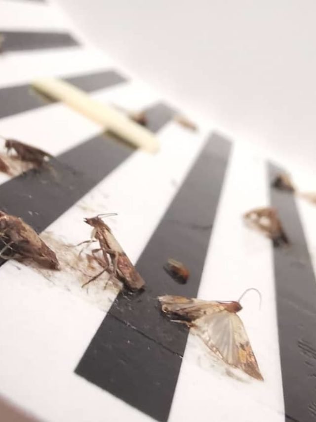 Wax Moths Traps