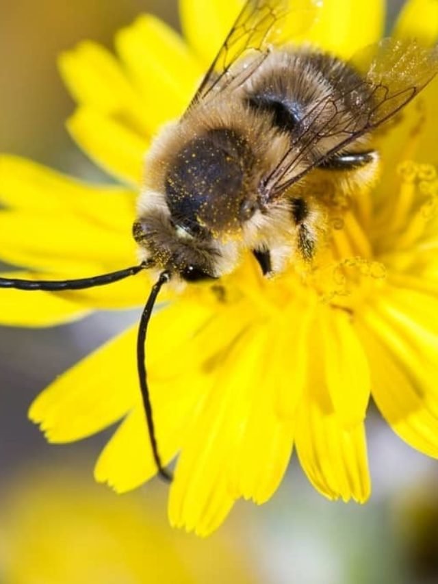 The Long Horned Bee