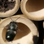 Mason Bee Hole Size