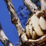 Identifying A Bees Nest