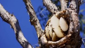 Identifying A Bees Nest