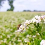 The Best Wildflowers For Honey Bees