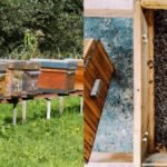 What To Do With A Dead Beehive