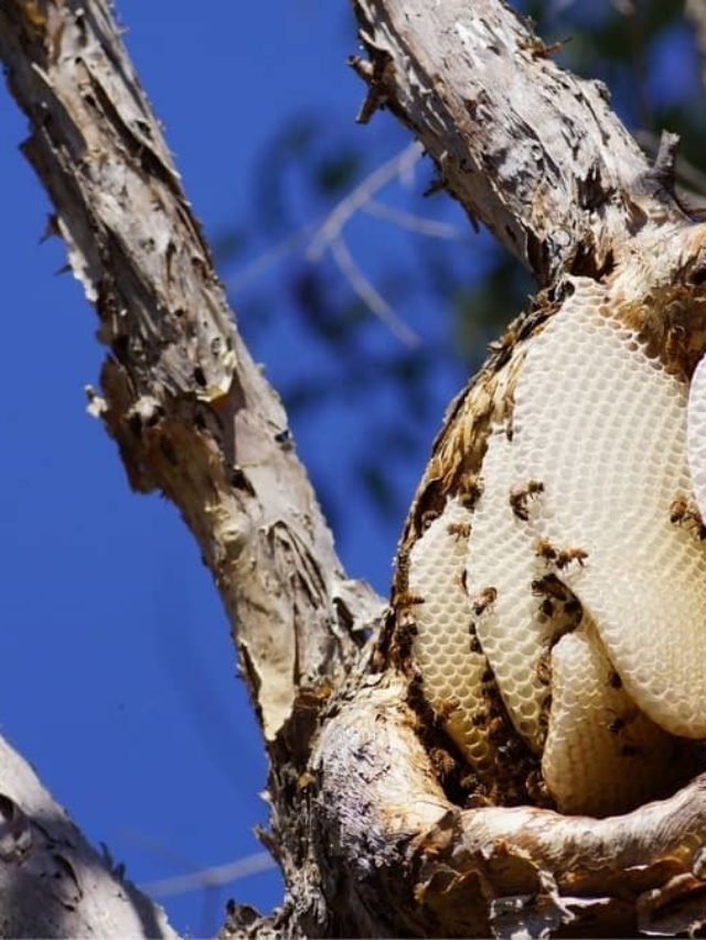 Identifying A Bees Nest