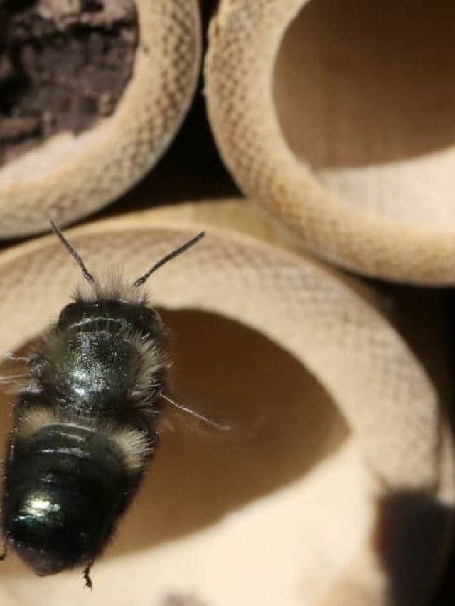 Mason Bee Hole Size