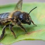 How To Get Rid Of Leaf Cutter Bees