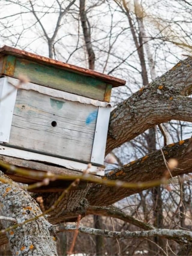 How To Make A Honey Bee Trap