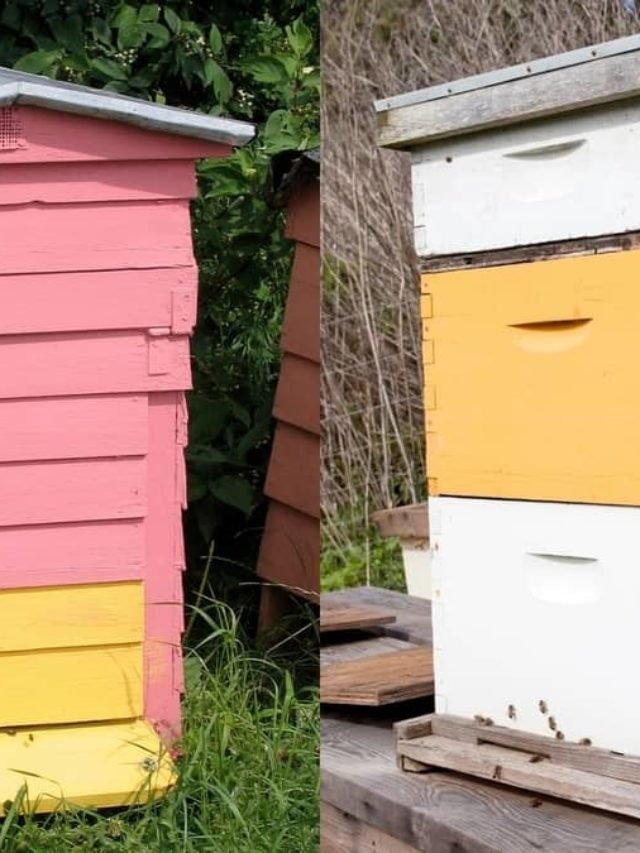 Warre Hive vs Langstroth Hive