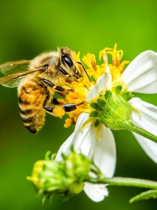 What Does A Honey Bee Eat?