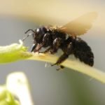 Are Black Bees Poisonous