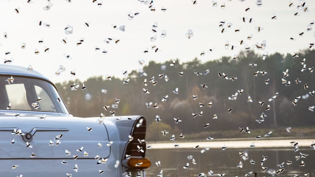 Why Do Bees Swarm Cars