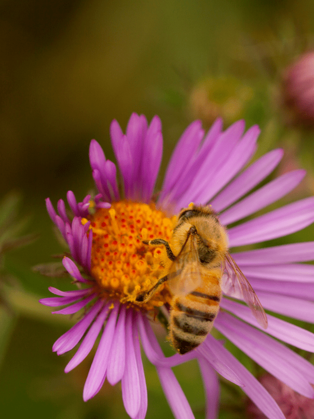 How Far Do Honey Bees Travel From The Hive?