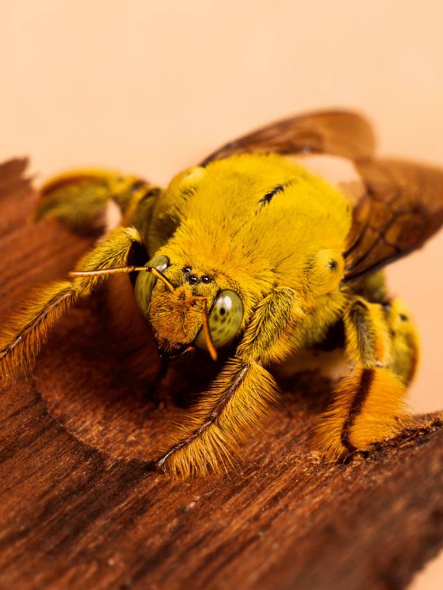 Bees and Your Neighbours and The Law