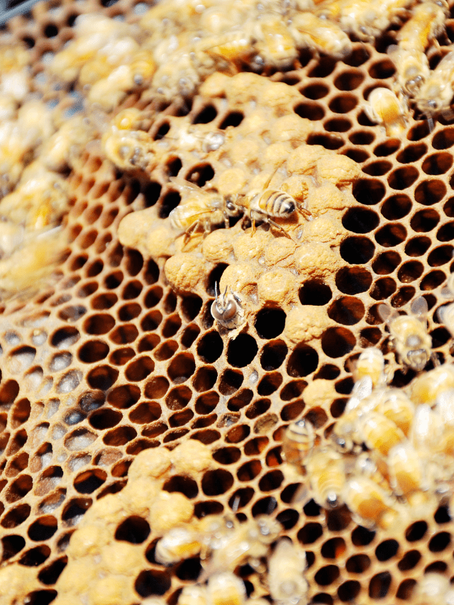 Drone Brood vs Worker Brood