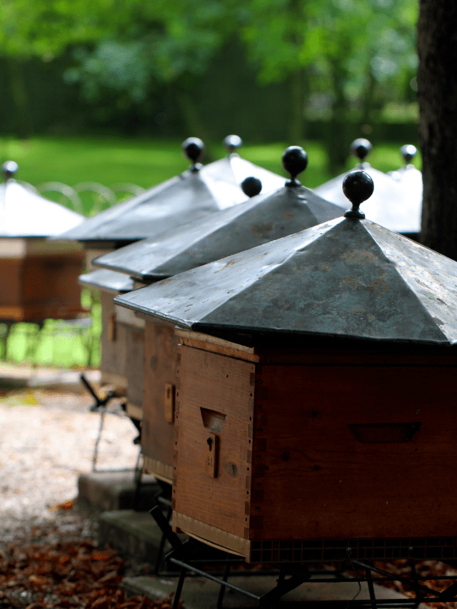 How Many Bees Are In A Hive Box?