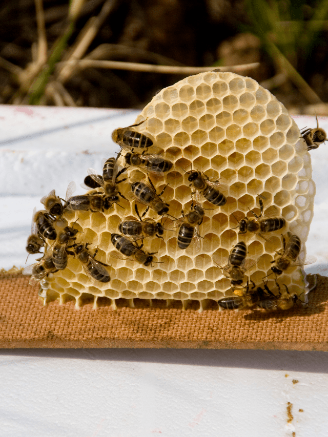 How Many Brood Boxes Should A Hive Have?