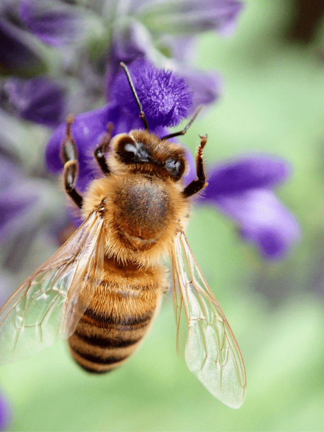 How Many Legs Do Bees Have?