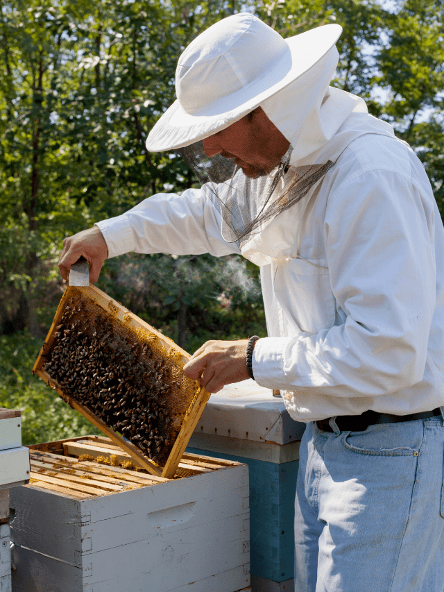 Control Bee Swarms: Know When And How To Split A Hive