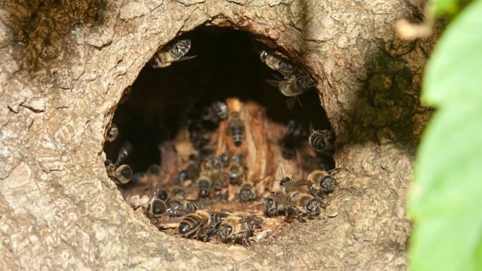 Hollow Tree trunk