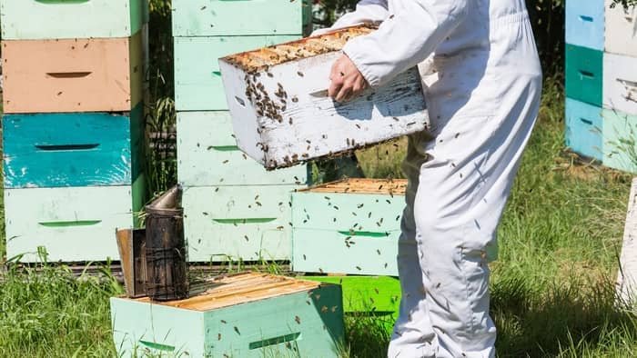 How Many Brood Boxes